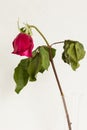 Wilted red rose Royalty Free Stock Photo