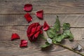 Wilted red rose on wood background Royalty Free Stock Photo