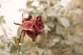 Wilted rose in autumn garden. Small red rose-flower dying on steam a lot of space for text. selective focus