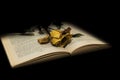 Wilted rose on book