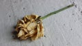 Wilted rose isolated on gray background. One beige old rose. Fading flower. The end of the flowering stage. Old age. Florist on th Royalty Free Stock Photo