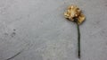 Wilted rose isolated on gray background. One beige old rose. Fading flower. The end of the flowering stage. Old age. Florist on th Royalty Free Stock Photo