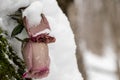 Wilted rosebuds under the snow in the winter park. Close-up, selective focus Royalty Free Stock Photo