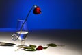 Wilted single red rose in glass with blue background