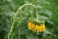 Wilted sunflower in the field Royalty Free Stock Photo