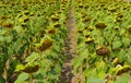 A wilted sunflower field