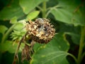 Wilted Sunflower Royalty Free Stock Photo