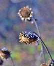 wilted sunflower plant on the field in november Royalty Free Stock Photo