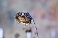 wilted sunflower plant on the field in november