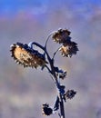 wilted sunflower plant on the field in november