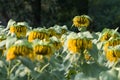 Wilted sunflowers Royalty Free Stock Photo