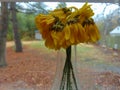 Wilted Sunflowers Against Window Glass Royalty Free Stock Photo