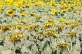 Wilted sunflowers field. Royalty Free Stock Photo