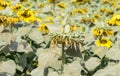 Wilted sunflowers field Royalty Free Stock Photo