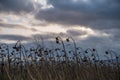 wilted sunflowers on the field at sunset Royalty Free Stock Photo