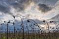 wilted sunflowers on the field at sunset Royalty Free Stock Photo