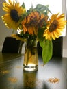 Wilted sunflowers in glass vase Royalty Free Stock Photo