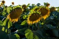 Wilted sunflowers ripen, withered petals