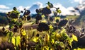 Wilted Sunflowers Royalty Free Stock Photo