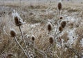 Wilted thistle in a frozen field