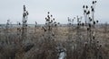 Wilted thistle in a frozen field