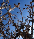 Wilted Thistle Inflorescences On Dead Bush Lower Point Of View