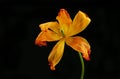 Wilted tulip against black Royalty Free Stock Photo