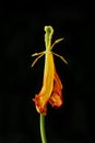 Wilted tulip against black Royalty Free Stock Photo