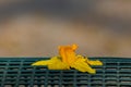 Wilted yellow flower of a daffodil on a green metal grid