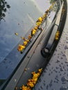 Wilted yellow flowers on car wipers