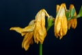 Wilted yellow freesia on black background