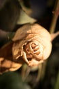 wilted yellow rose flower. top view with blurry background