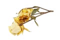 Wilted yellow rose flowers isolated on white background
