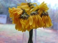 Wilted Sunflowers Against Window Glass