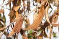 Wiltered brown leaves on tree branch. Frostbitten dead plant. Damaged by early frost foliage Royalty Free Stock Photo