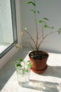 Wilting, dry plant in pot and new shoots in glass with water on windowsill. Transplanting plants
