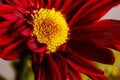 Wilting and Drying Fall Colors Bouquet