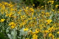 Wilting, dying Arrowleaf Balsamroot yellow daisy wildflowers, in Grand Teton National Park Wyoming