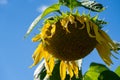 Wilting, dying sunflower in a field on a sunny day, concept for end of summer