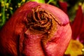 Wilting Fall Colored Rose in a drying fall Bouquet