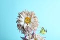 Wilting flower against blue background. Wilted dahlia close up.