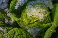 Wilting green savoy cabbage is in winter in the field and partly covered by fresh snow, in agriculture and nature Royalty Free Stock Photo