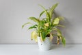 Wilting home flower Spathiphyllum in white pot against a light wall. Home green plant. Concept of home plant diseases