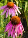 Wilting purple Echinacea flowers attract pollinators Royalty Free Stock Photo