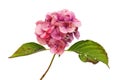 Wilting hydrangea flower