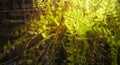 Wilting nephrolepis exaltata / sword fern Royalty Free Stock Photo