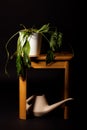 Wilting Peace Lilly house pot plant needing watering Royalty Free Stock Photo