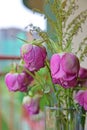 Wilting pink and green flower roses with right most flower in focus in a vase at the balcony