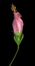 Wilting pink hibiscus flower