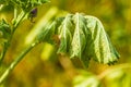 Wilting plant with rust pustules